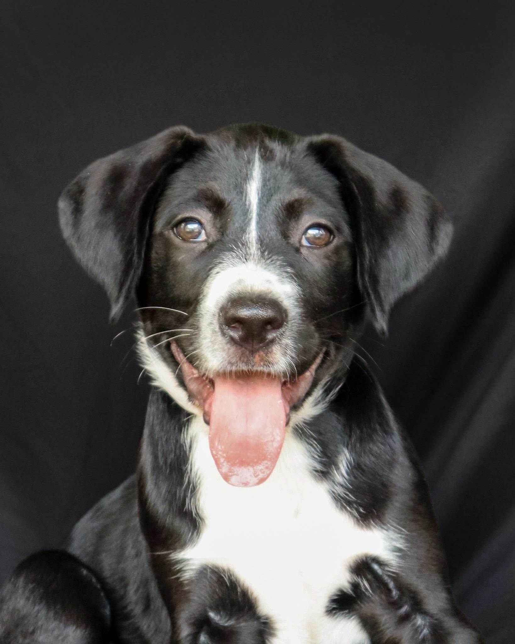 Enlarge Fluffy, a Adoptable mixed breed in Ocean Springs, MS image 1/5