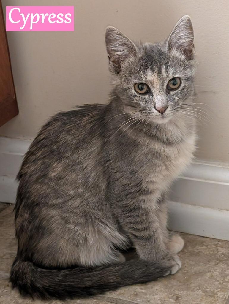 Cypress, Adopted, Kitten Female Domestic Short Hair.