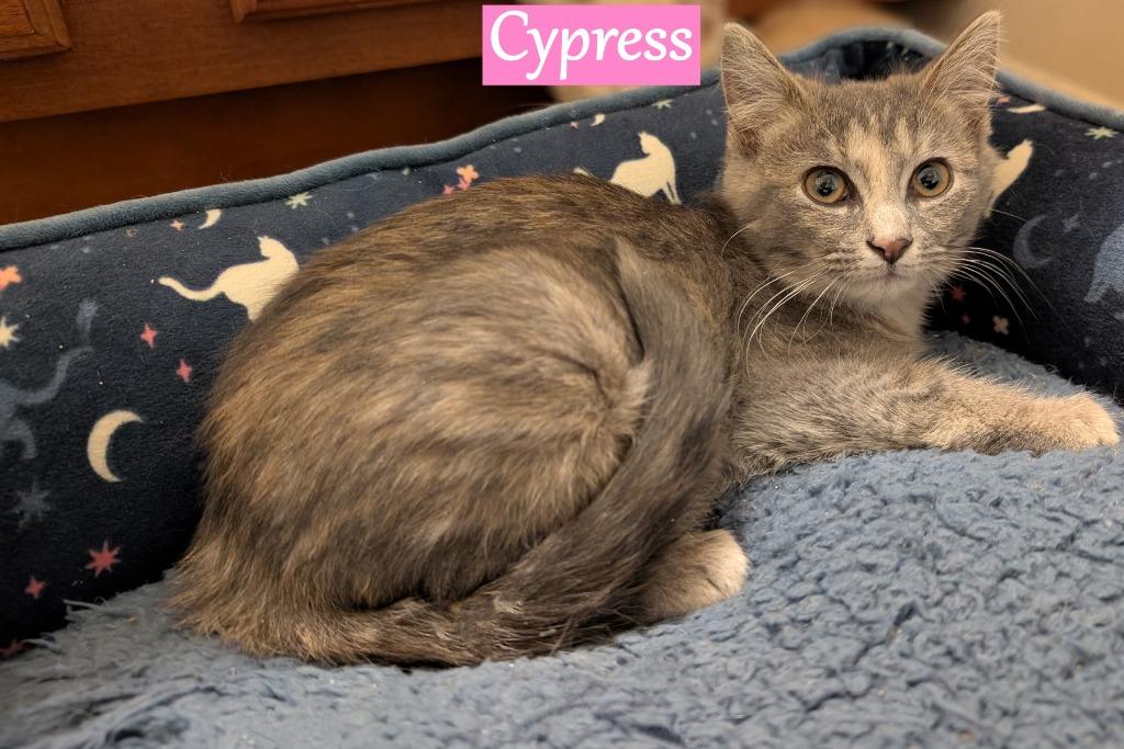 Enlarge Cypress, a Adopted mixed breed in Hoover , AL image 2/6