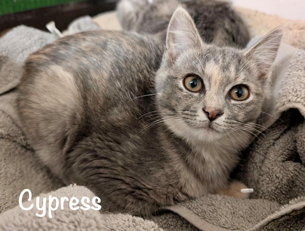 Enlarge Cypress, a Adopted mixed breed in Hoover , AL image 3/6