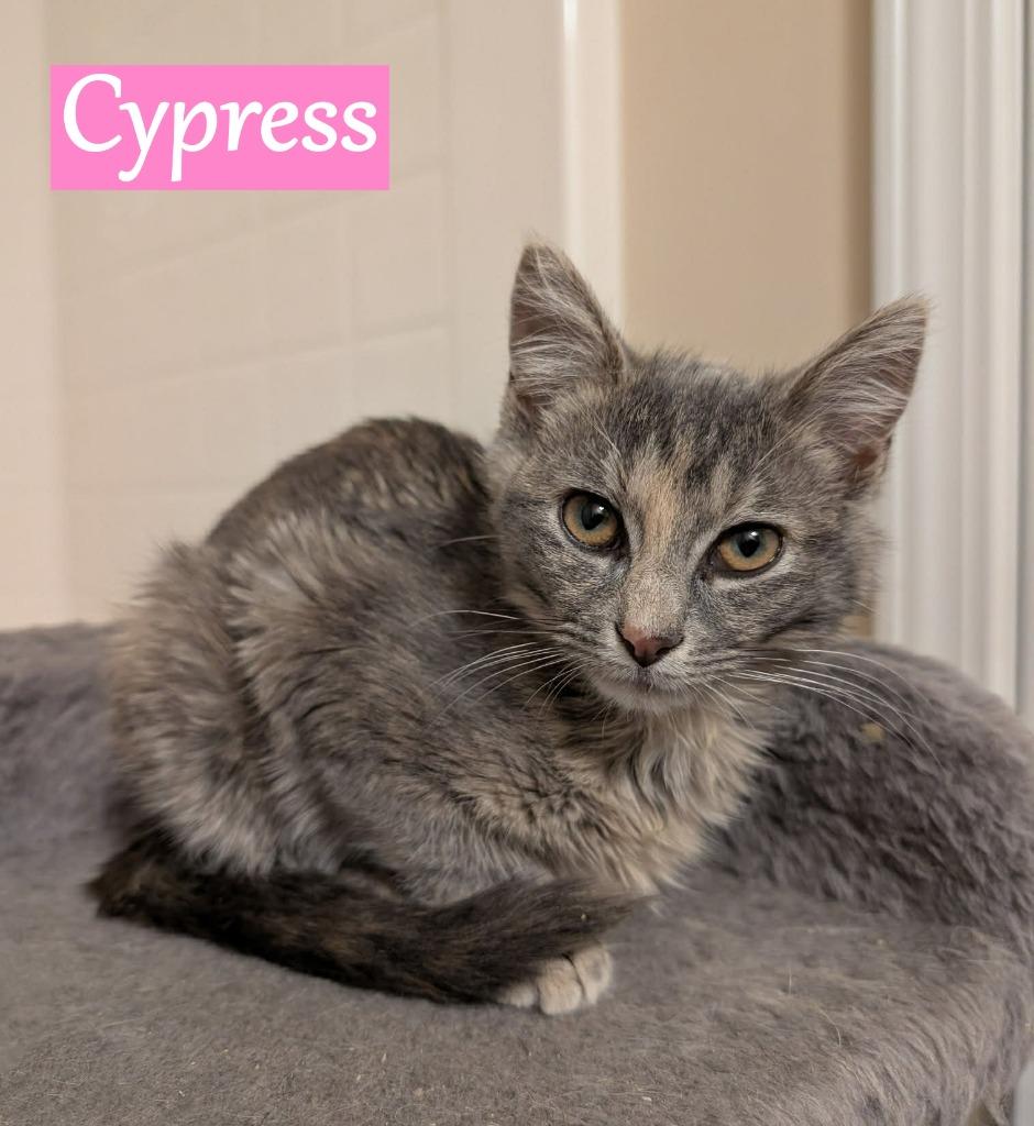 Enlarge Cypress, a Adopted mixed breed in Hoover , AL image 4/6
