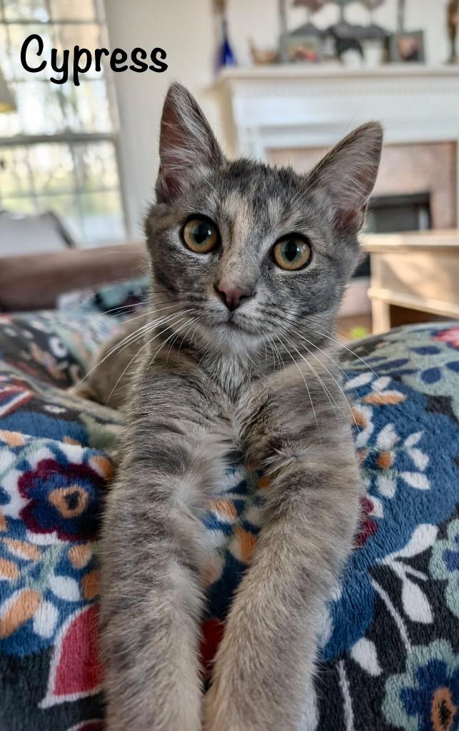 Enlarge Cypress, a Adopted mixed breed in Hoover , AL image 5/6