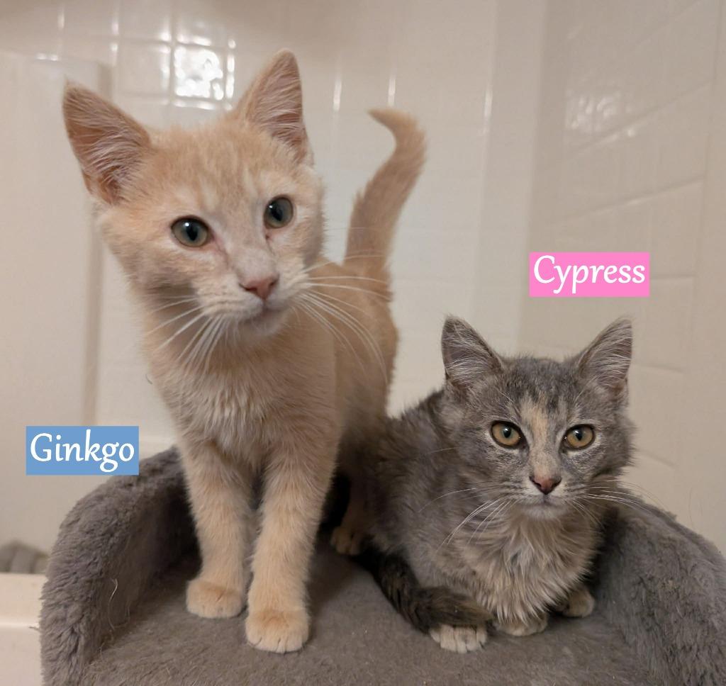 Enlarge Cypress, a Adopted mixed breed in Hoover , AL image 6/6