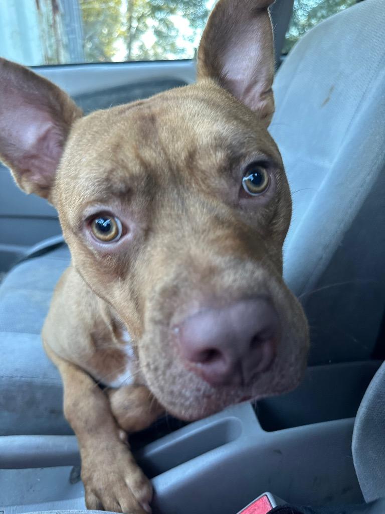 Altimus, Adoptable, Adult Male Pit Bull Terrier & Mixed Breed.