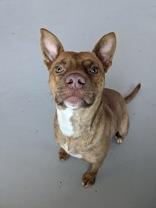Enlarge Altimus, a Adoptable mixed breed in St. Francisville, LA image 2/6