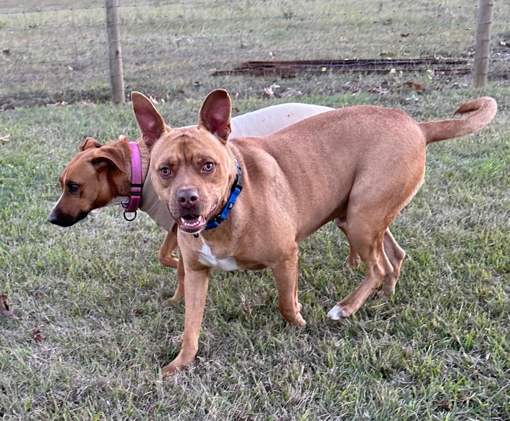 Enlarge Altimus, a Adoptable mixed breed in St. Francisville, LA image 3/6