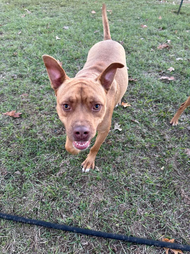 Enlarge Altimus, a Adoptable mixed breed in St. Francisville, LA image 5/6