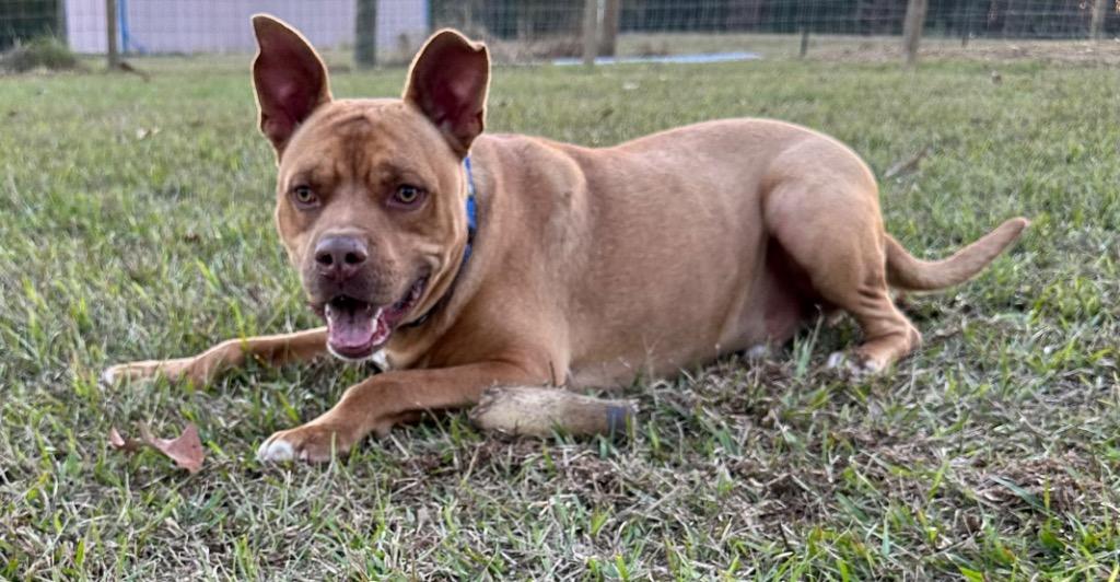 Enlarge Altimus, a Adoptable mixed breed in St. Francisville, LA image 6/6