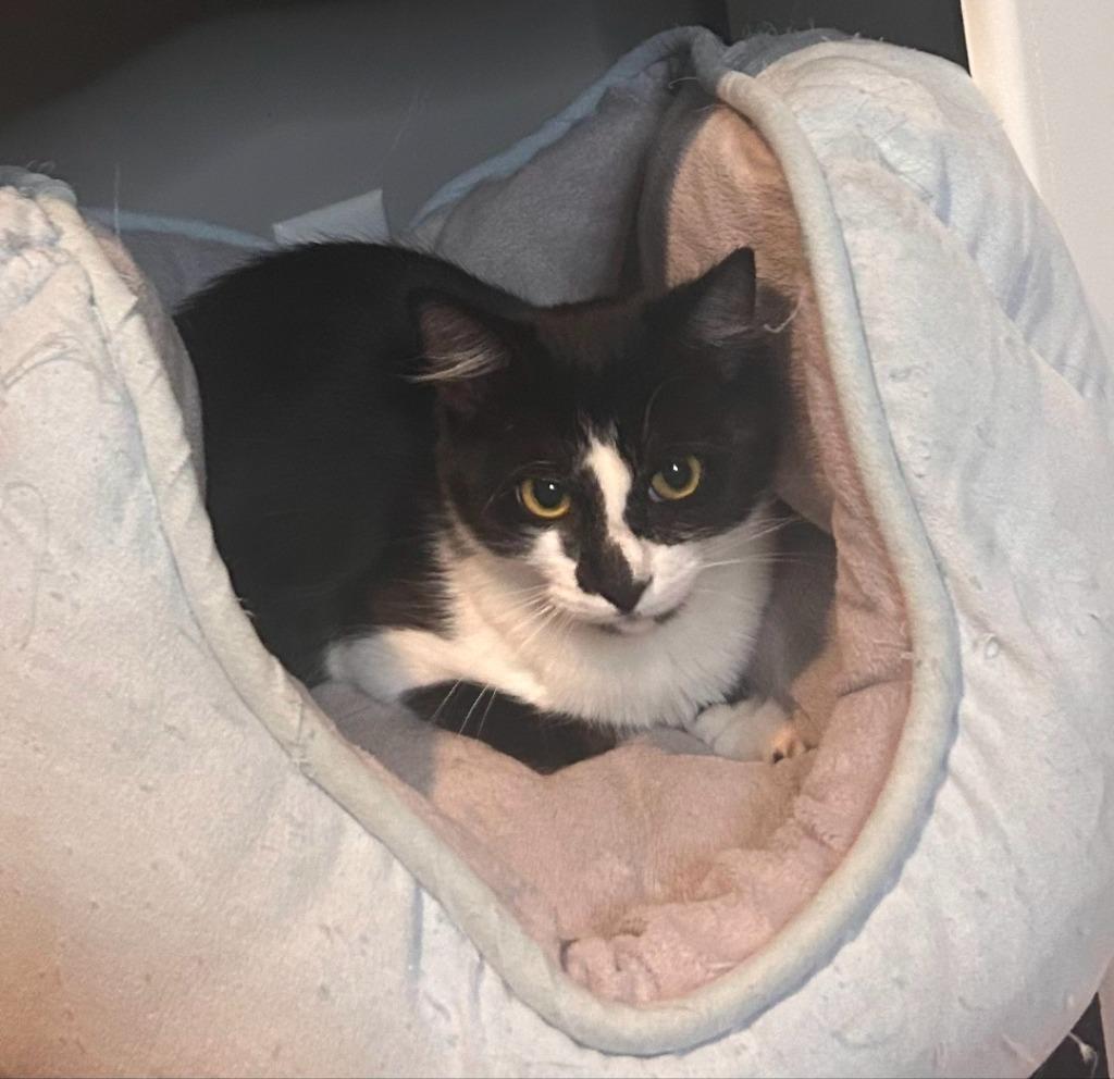 Astrid, adopted, Adult Female Domestic Short Hair.