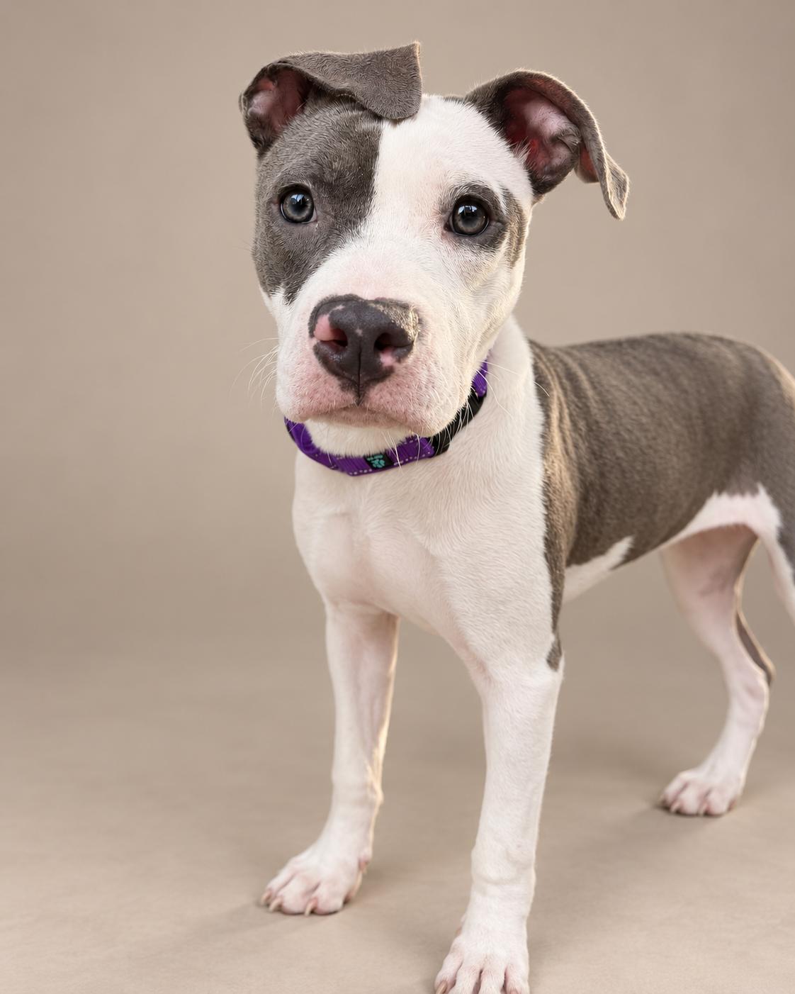 Enlarge Serena, a Adoptable mixed breed in Navarre, FL image 2/4
