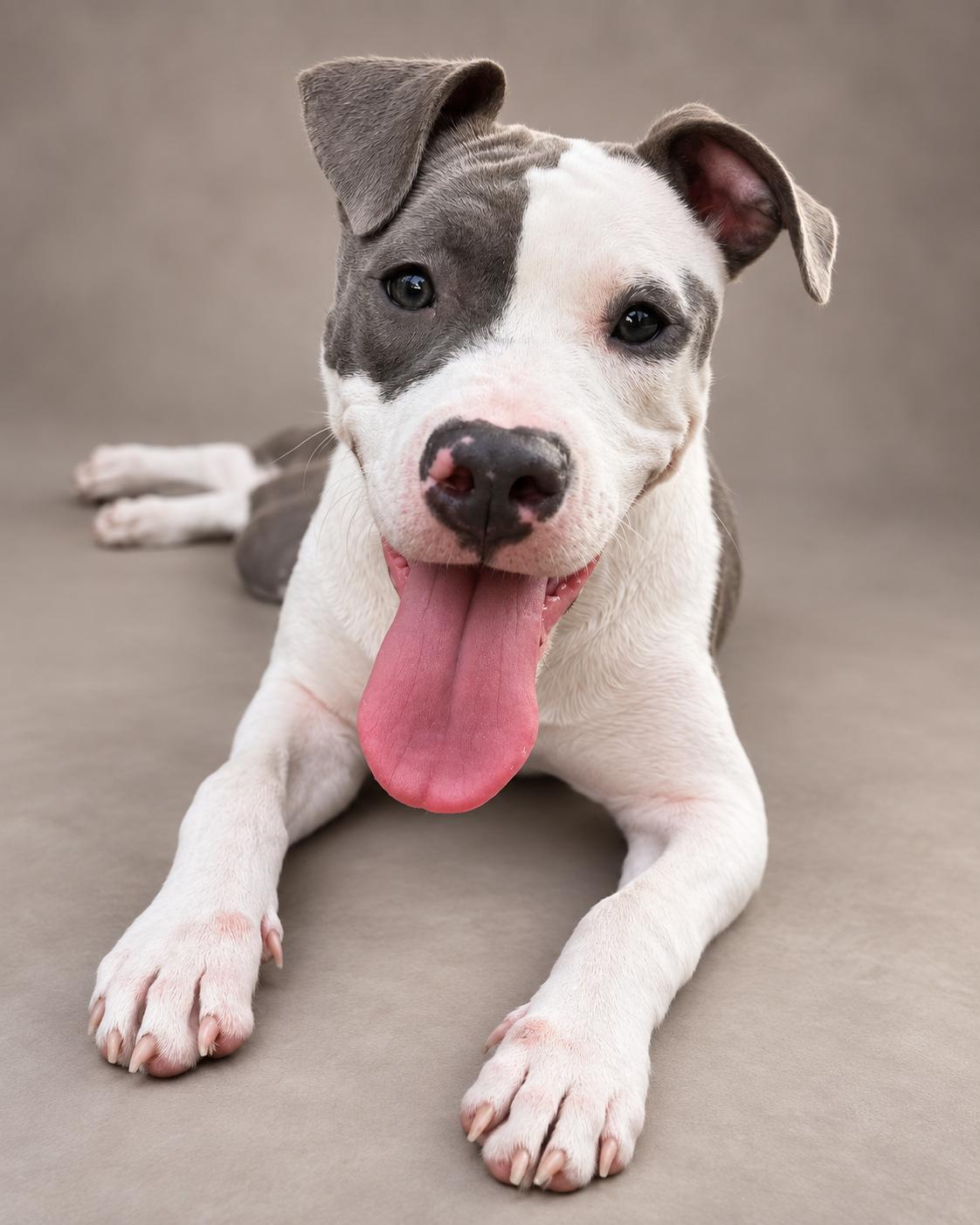 Serena, Adoptable, Young Female American Bulldog & Whippet.
