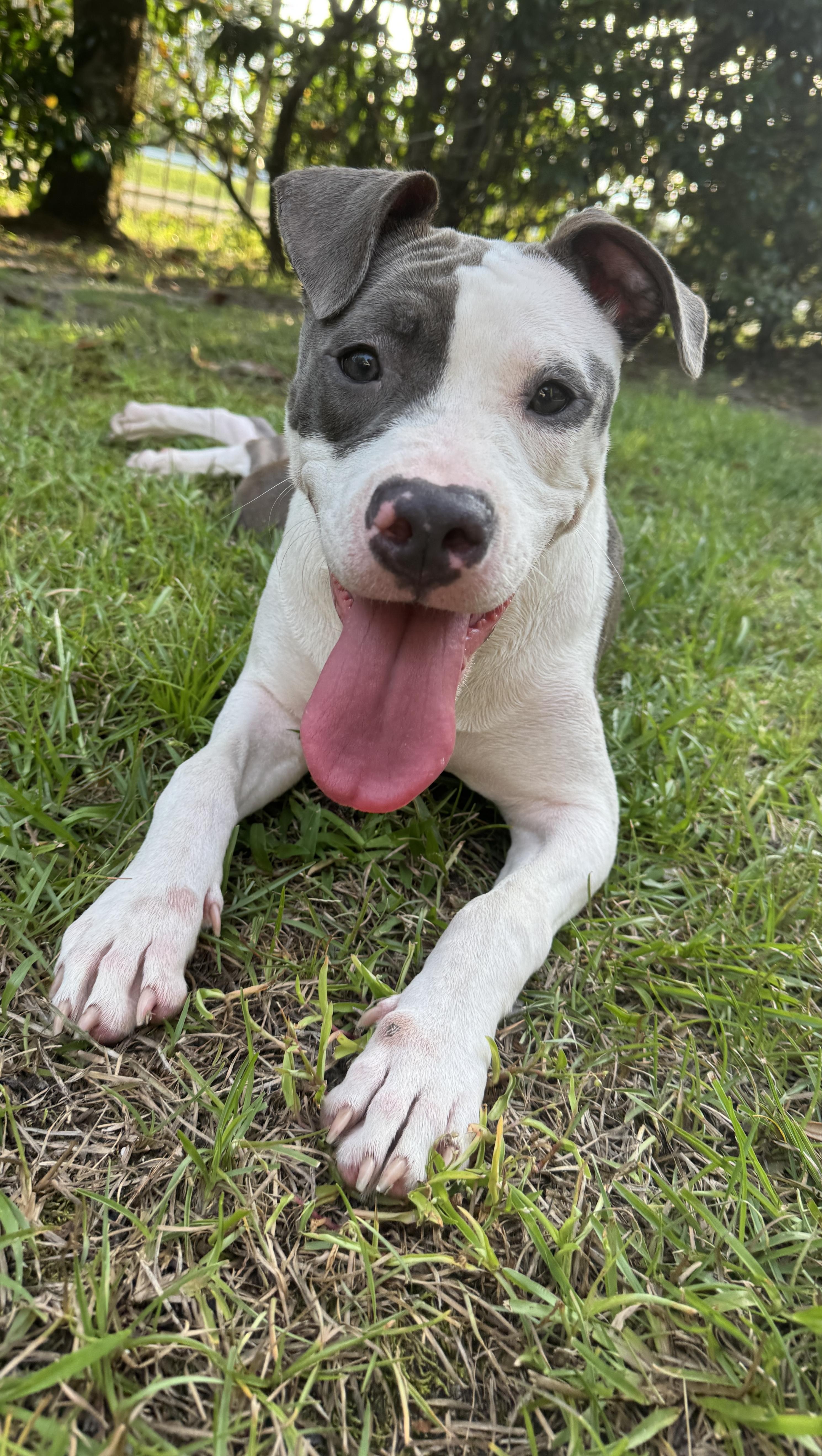 Enlarge Serena, a Adoptable mixed breed in Navarre, FL image 4/4