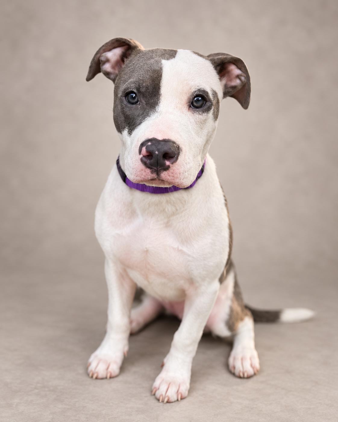 Enlarge Serena, a Adoptable mixed breed in Navarre, FL image 3/4
