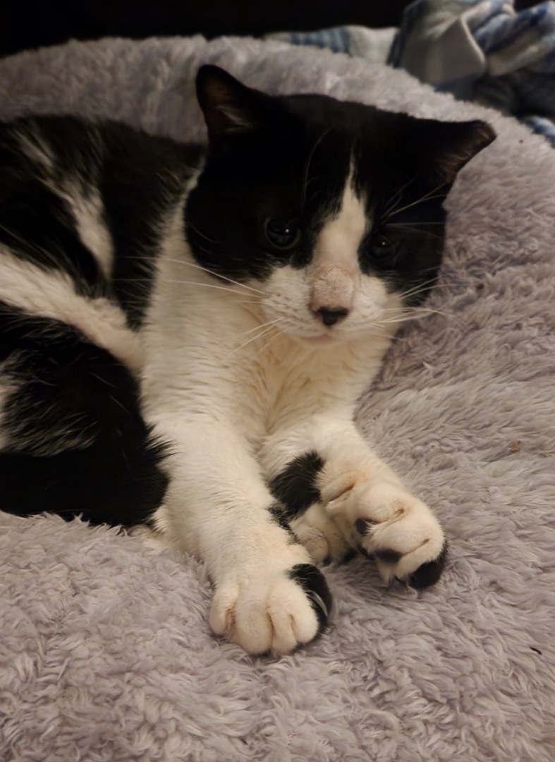 Sirius Black, a Adoptable Domestic Short Hair in Colonia, NJ image 1/4