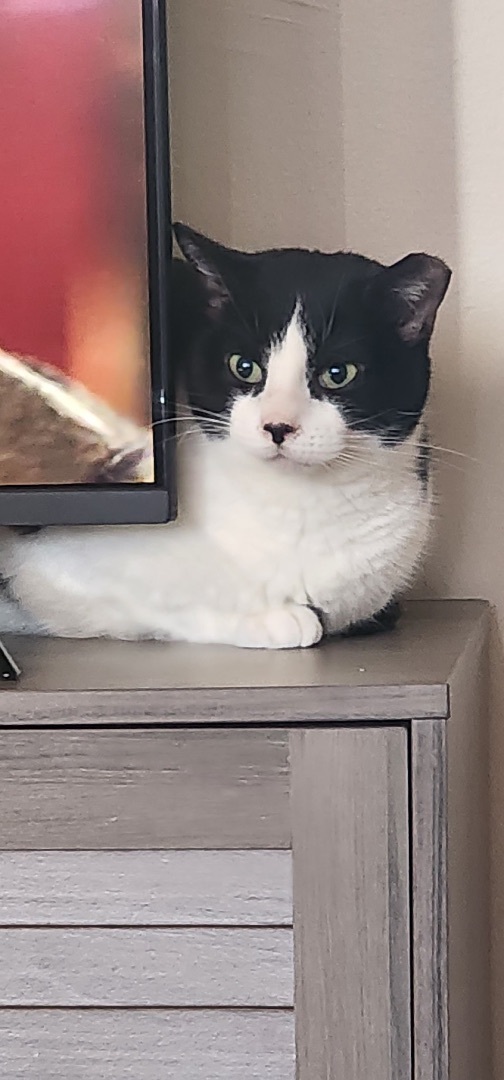 Sirius Black, a Adoptable Domestic Short Hair in Colonia, NJ image 2/4