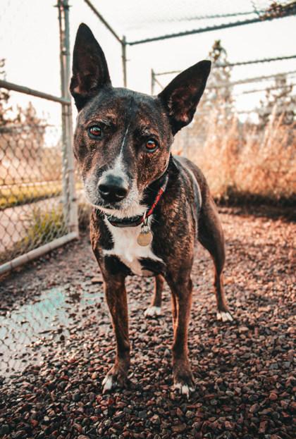 Enlarge Kahlua, an adopted Mixed Breed in Missoula, MT image 2/2