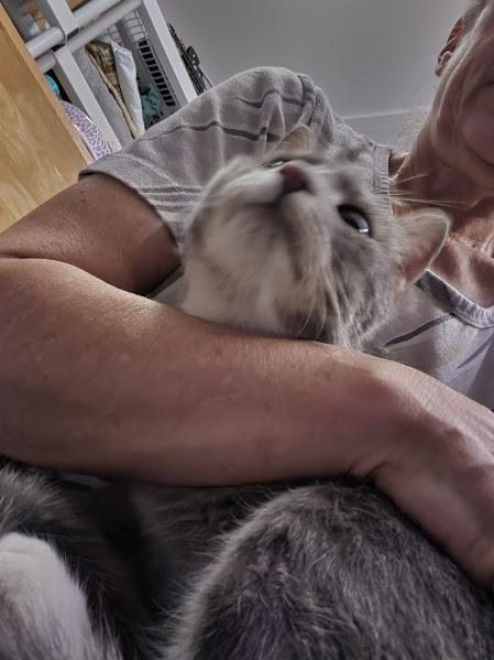 Enlarge Biscuit, a Adoptable Domestic Short Hair in Keansburg, NJ image 3/3