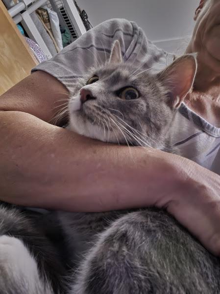 Enlarge Biscuit, a Adoptable Domestic Short Hair in Keansburg, NJ image 2/3