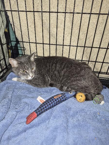 Biscuit, Adoptable, Adult Male Domestic Short Hair.