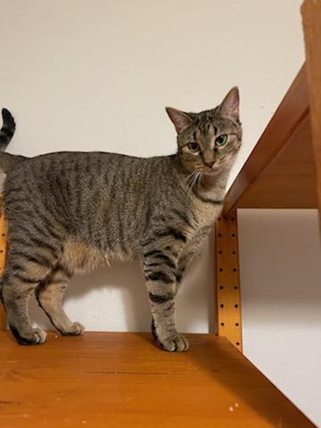 Pringle, Adoptable, Young Female Tabby & Domestic Short Hair.