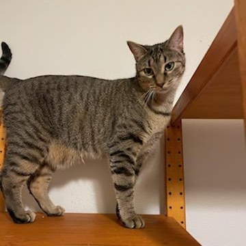 Enlarge Pringle, a Adoptable mixed breed in Katy, TX image 3/6
