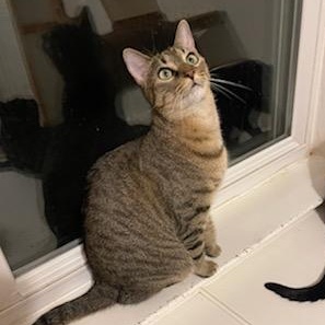 Pringle, Adoptable, Young Female Tabby & Domestic Short Hair.