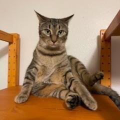 Enlarge Pringle, a Adoptable mixed breed in Tomball, TX image 3/6