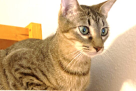 Enlarge Pringle, a Adoptable mixed breed in Tomball, TX image 4/6