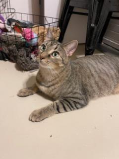 Enlarge Pringle, a Adoptable mixed breed in Tomball, TX image 5/6