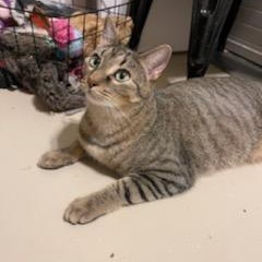 Enlarge Pringle, a Adoptable mixed breed in Katy, TX image 6/6