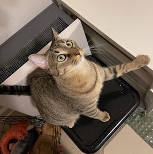 Enlarge Pringle, a Adoptable mixed breed in Katy, TX image 2/6