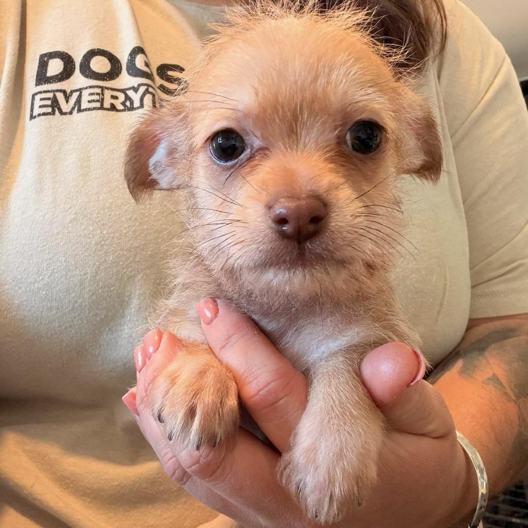 Peanut, adopted, Puppy Male Chihuahua & Terrier.