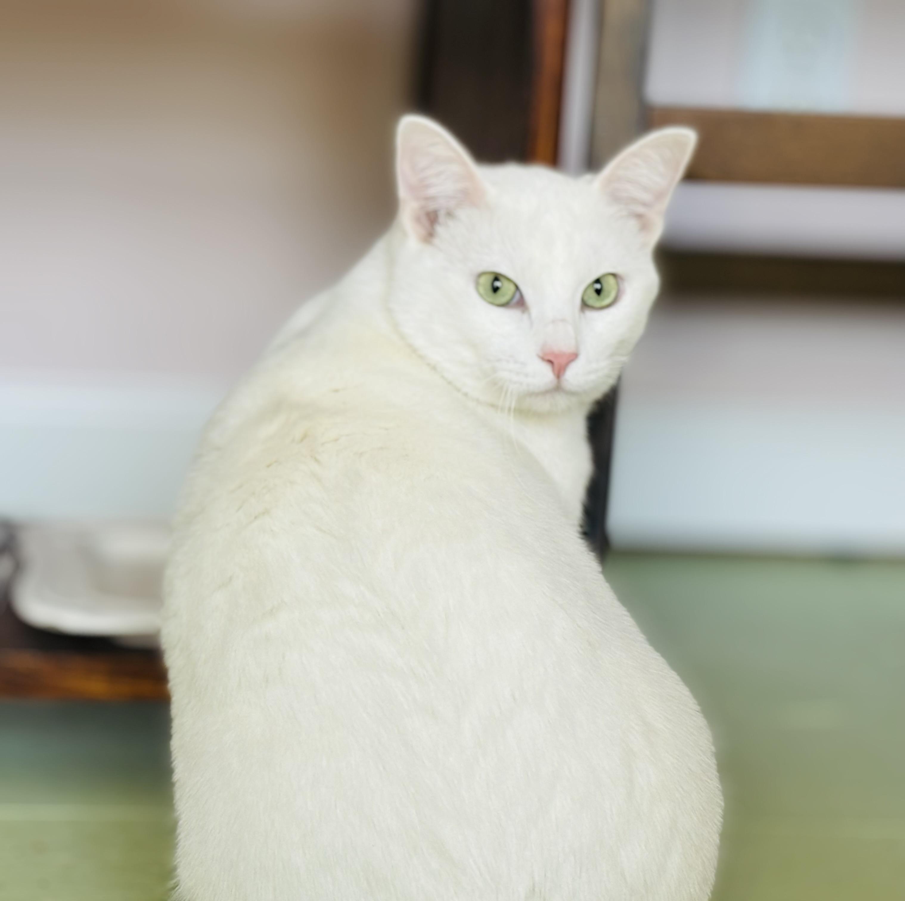 Enlarge Northstar, a ADOPTABLE Domestic Short Hair in Campbell, CA image 1/6