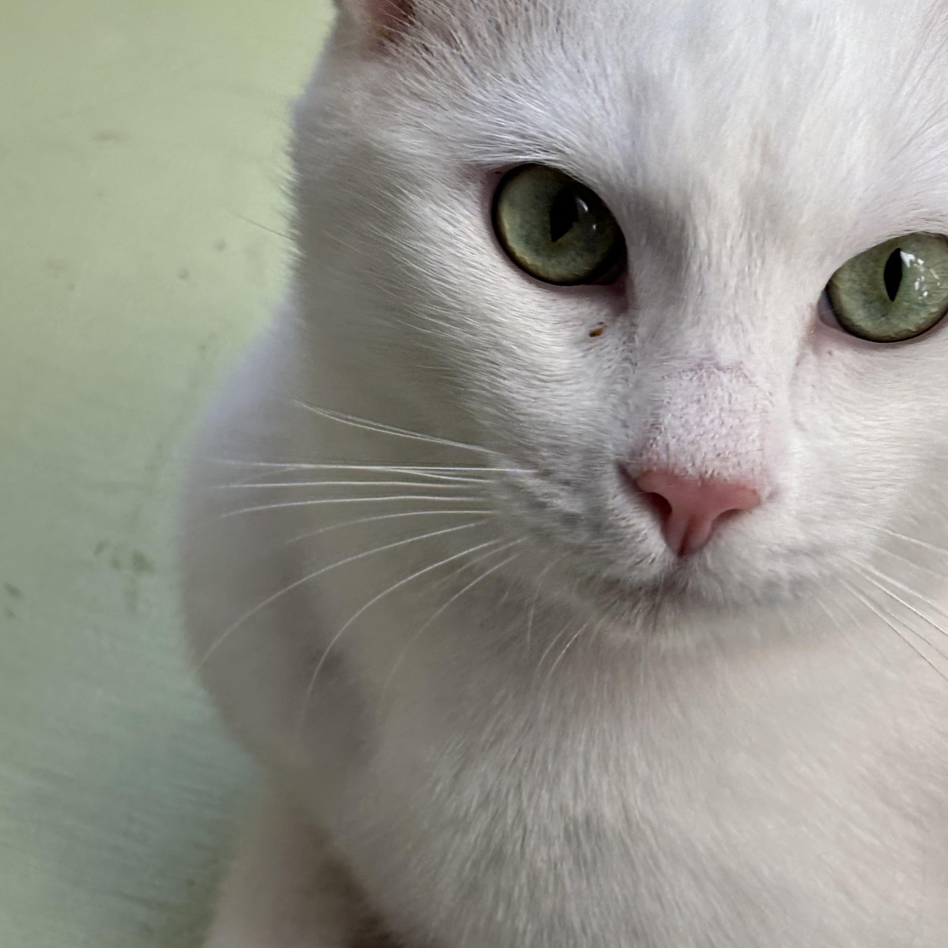 Enlarge Northstar, a ADOPTABLE Domestic Short Hair in Campbell, CA image 4/6