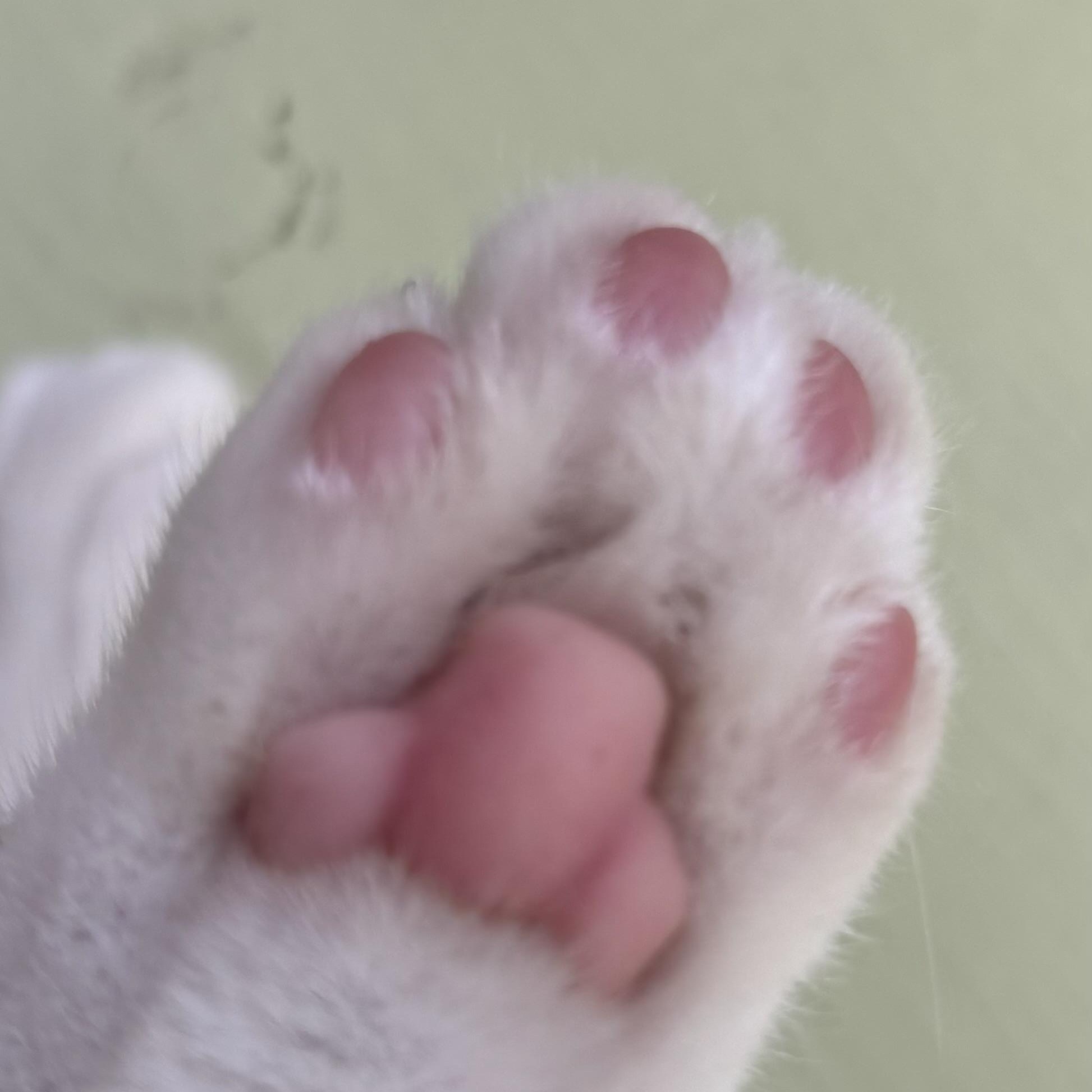 Enlarge Northstar, a ADOPTABLE Domestic Short Hair in Campbell, CA image 5/6