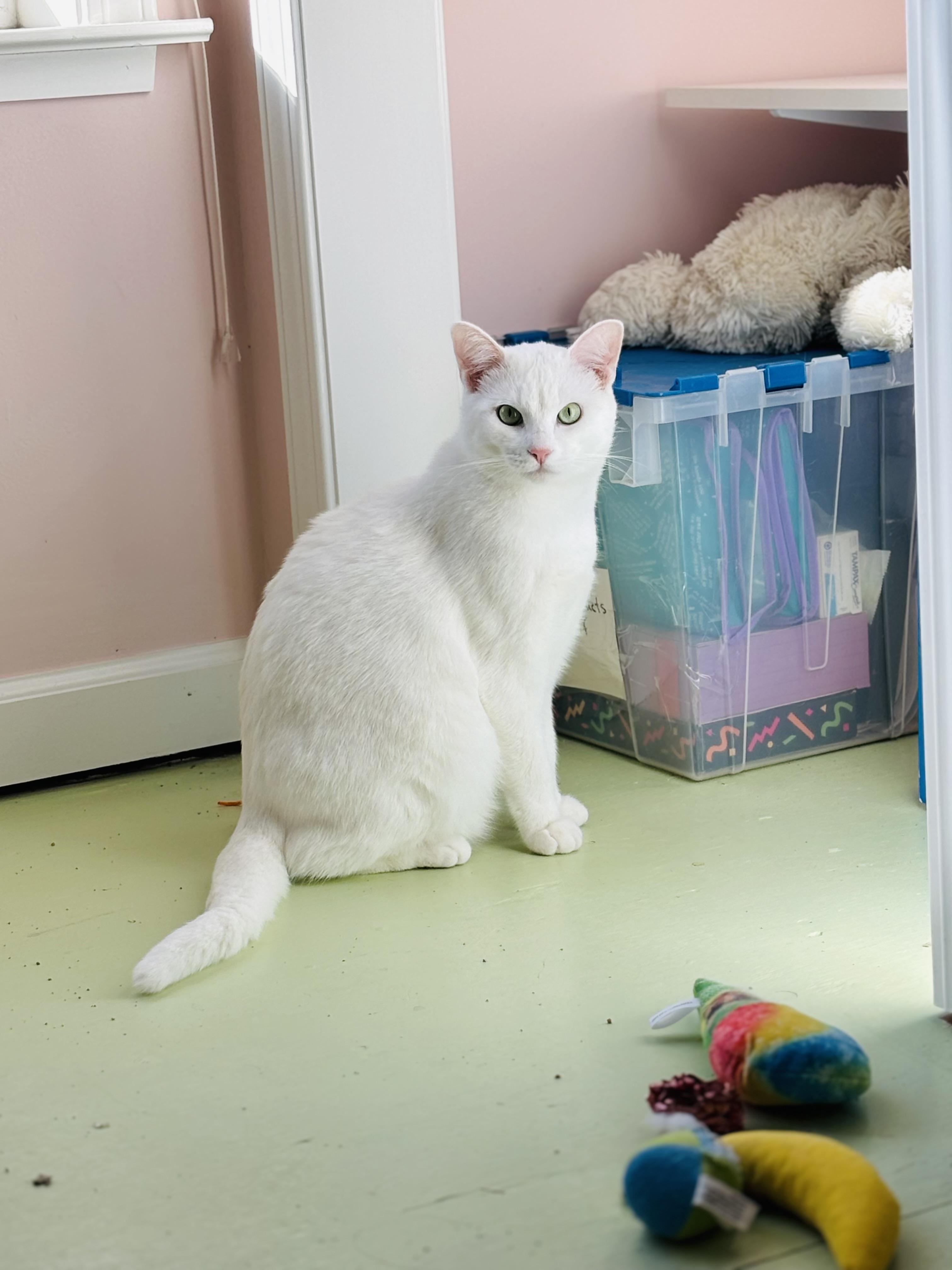 Enlarge Northstar, a ADOPTABLE Domestic Short Hair in Campbell, CA image 2/6