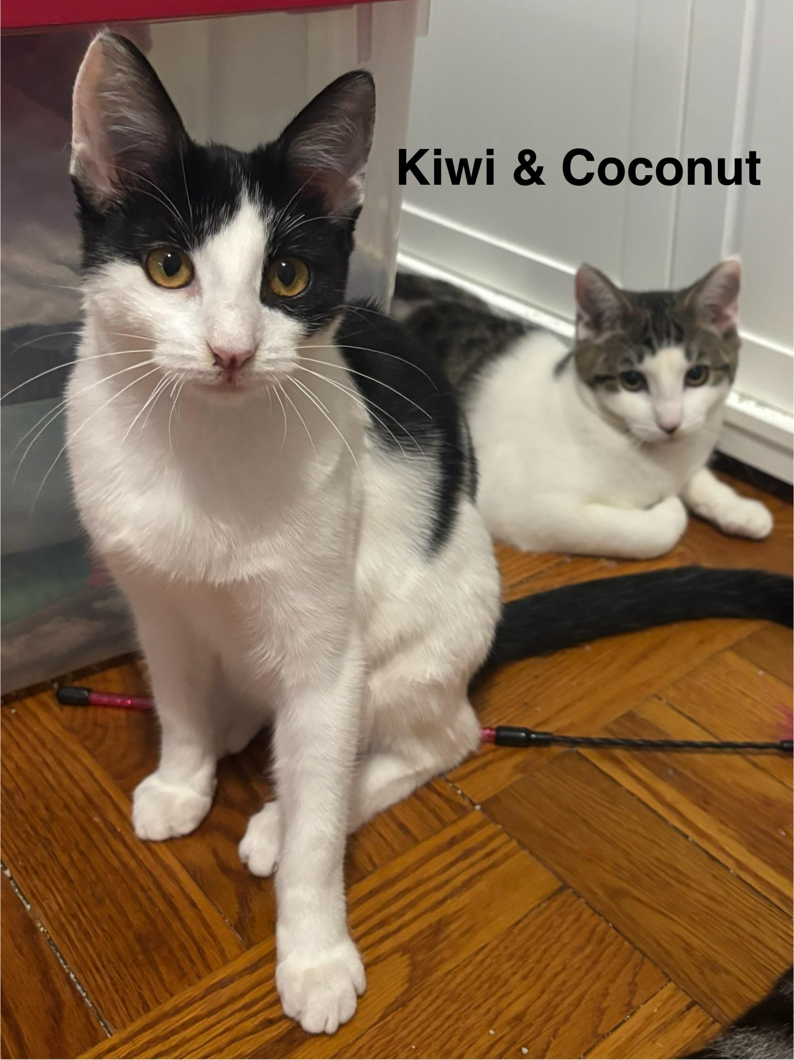 Enlarge Kiwi & Coconut (bonded pair), a Adoptable Domestic Short Hair in Redwood City, CA image 2/5