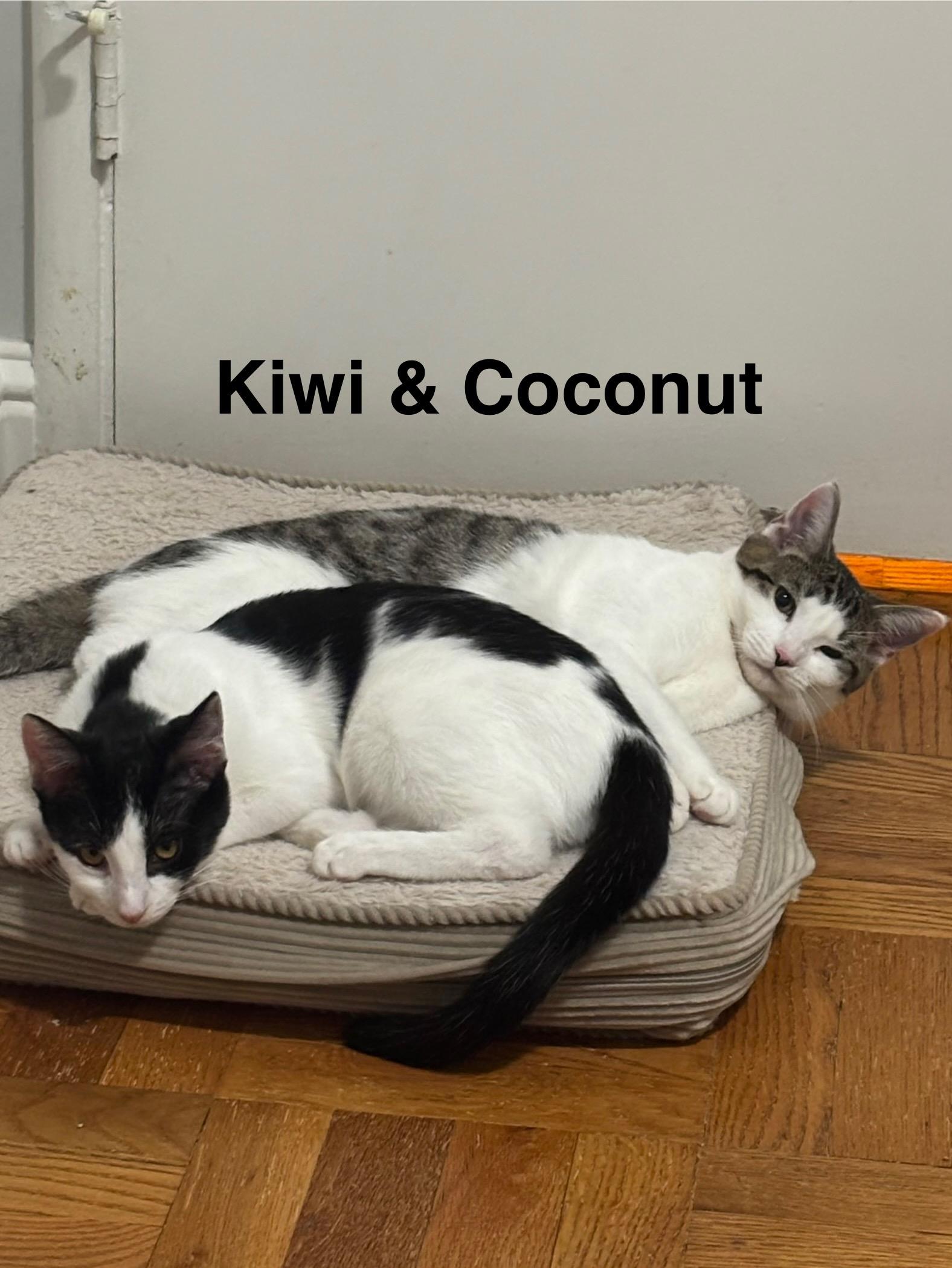 Enlarge Kiwi & Coconut (bonded pair), a Adoptable Domestic Short Hair in Redwood City, CA image 3/5
