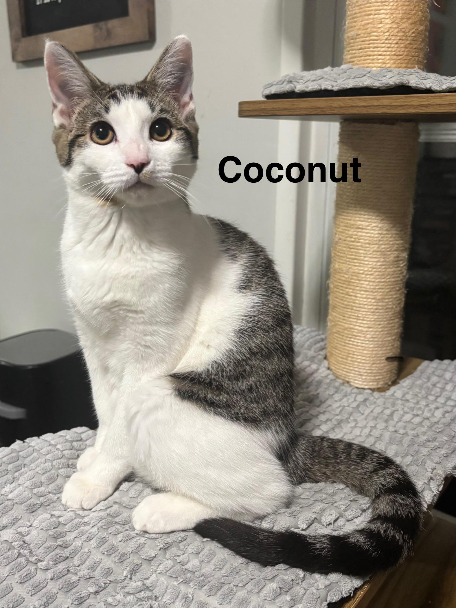 Enlarge Kiwi & Coconut (bonded pair), a Adoptable Domestic Short Hair in Redwood City, CA image 4/5