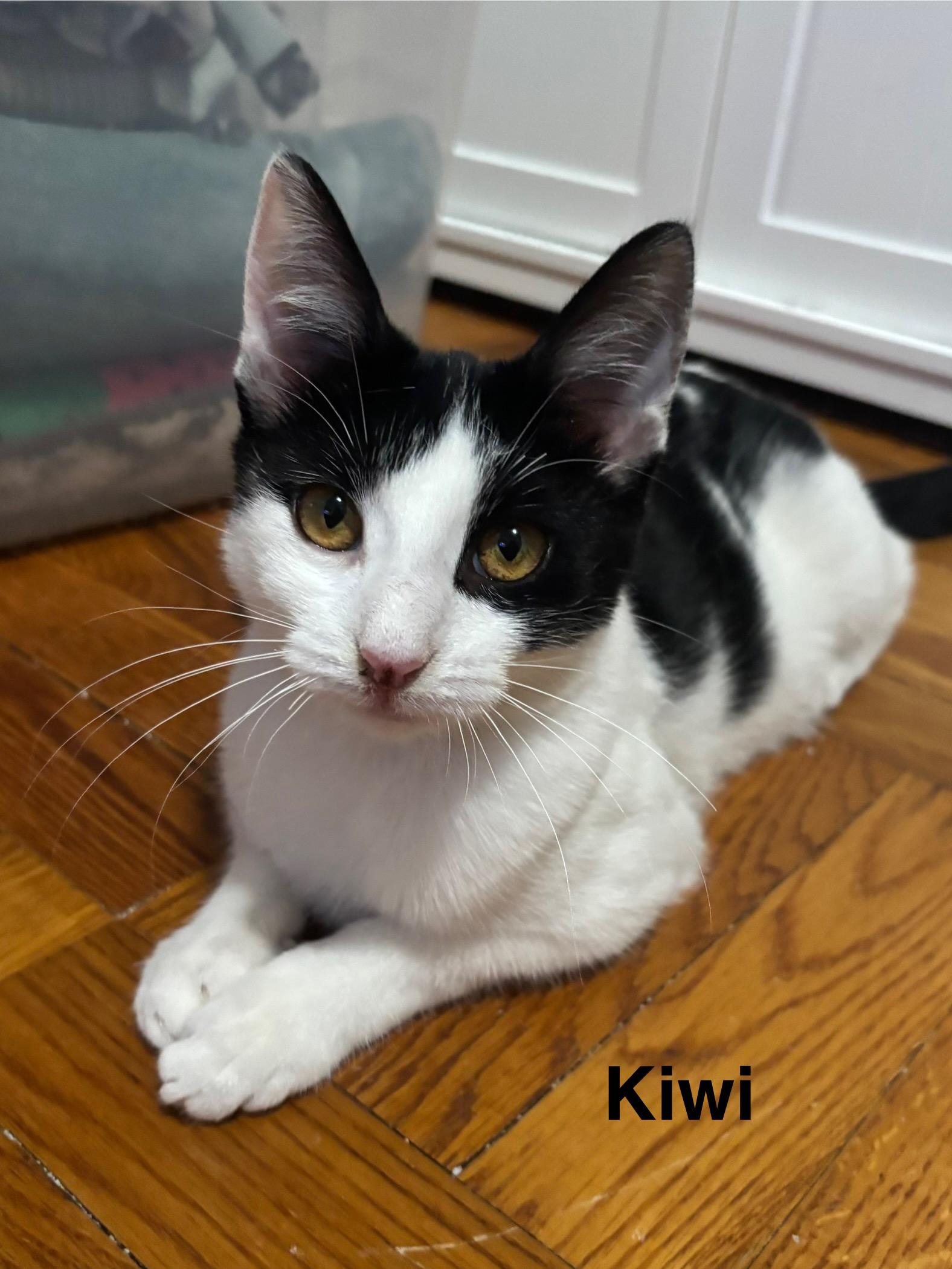 Enlarge Kiwi & Coconut (bonded pair), a Adoptable Domestic Short Hair in Redwood City, CA image 5/5