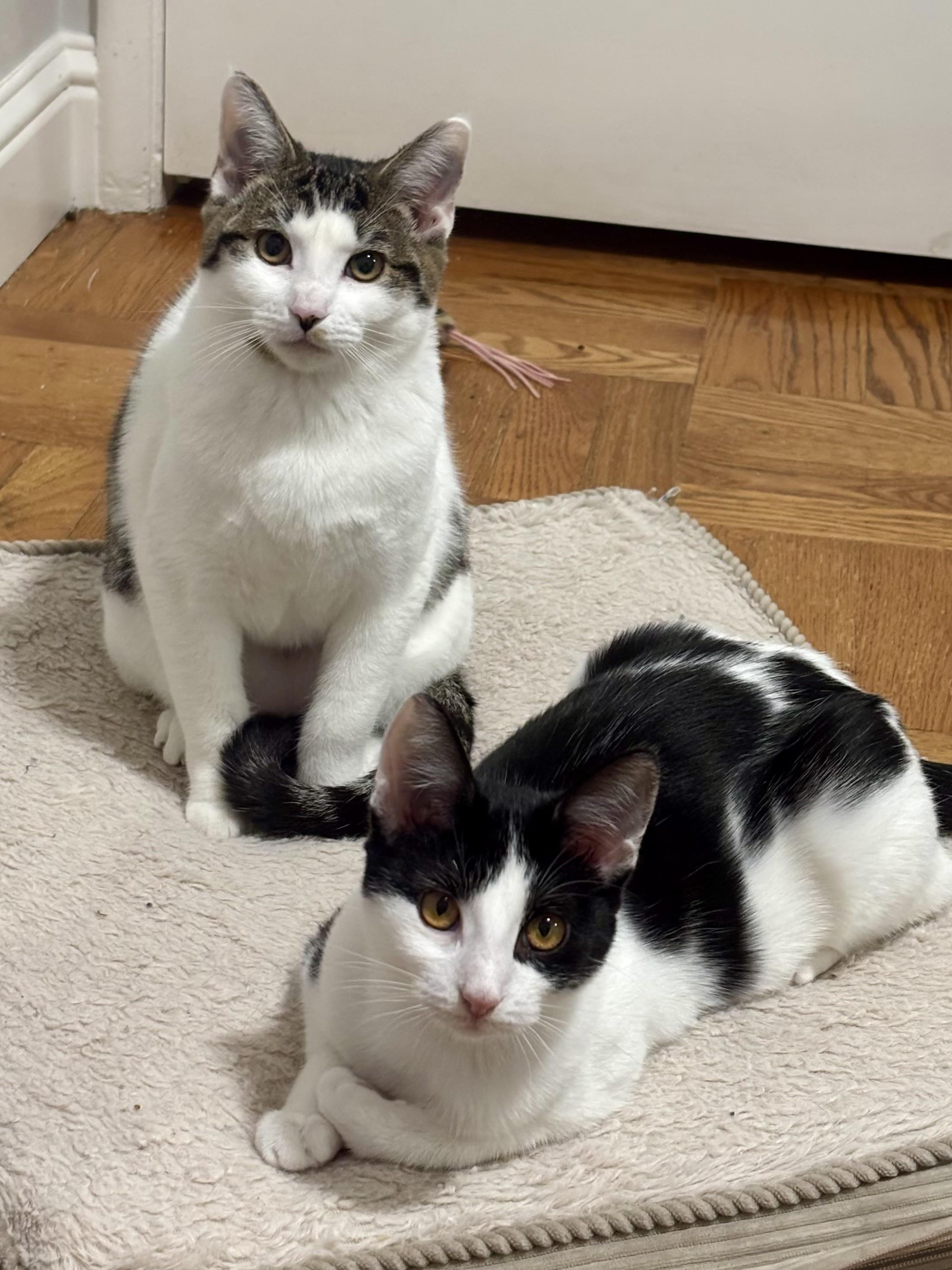 Enlarge Kiwi & Coconut (bonded pair), a Adoptable Domestic Short Hair in Redwood City, CA image 1/5
