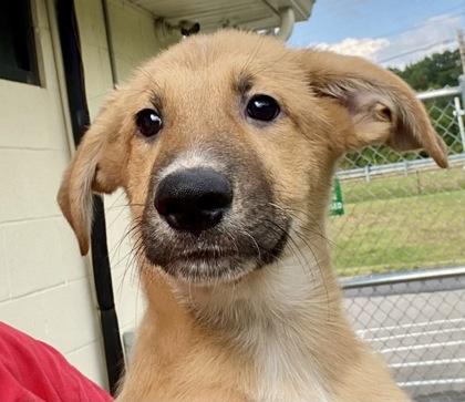 Enlarge Jaxton, a ADOPTABLE German Shepherd Dog in Glasgow, KY image 1/2