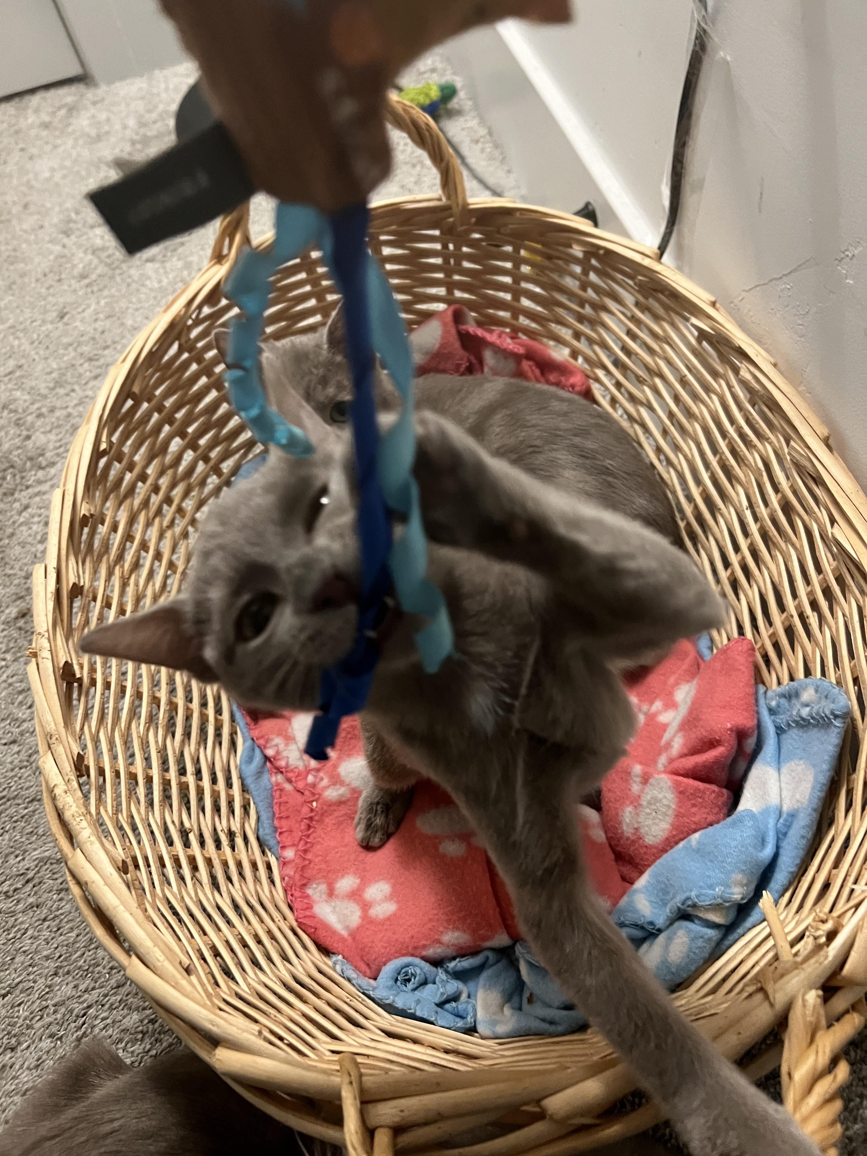 Enlarge Orange Blossom, an adopted Domestic Short Hair in San Luis Obispo, CA image 2/5