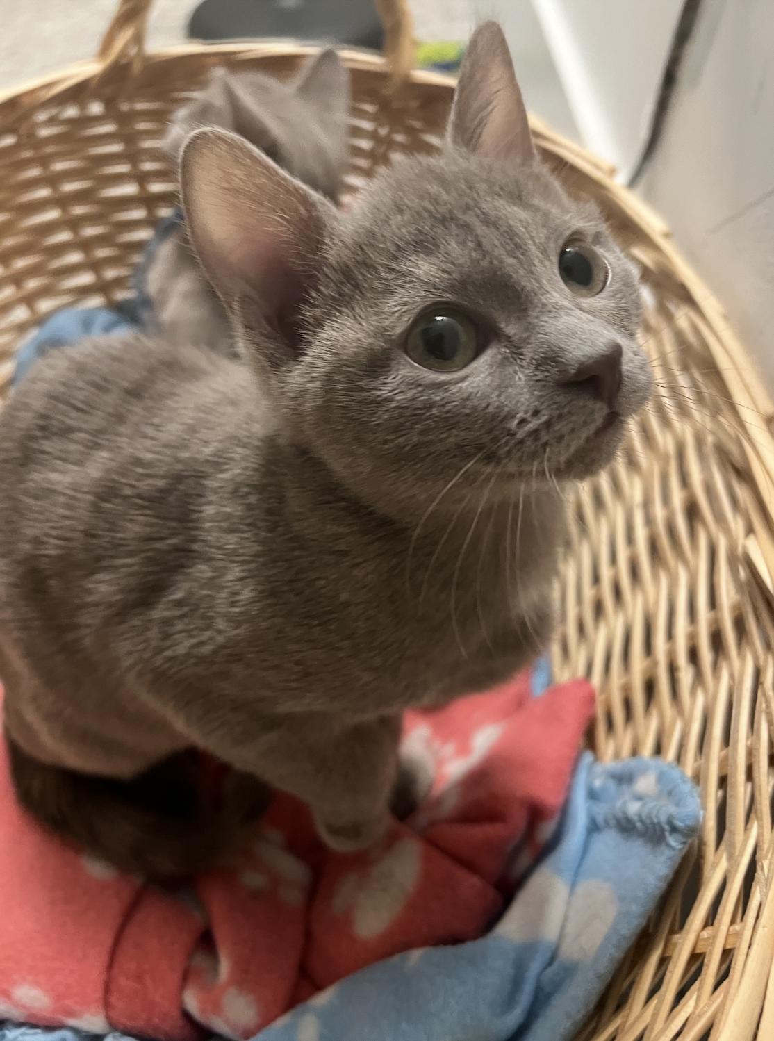 Enlarge Orange Blossom, an adopted Domestic Short Hair in San Luis Obispo, CA image 1/5