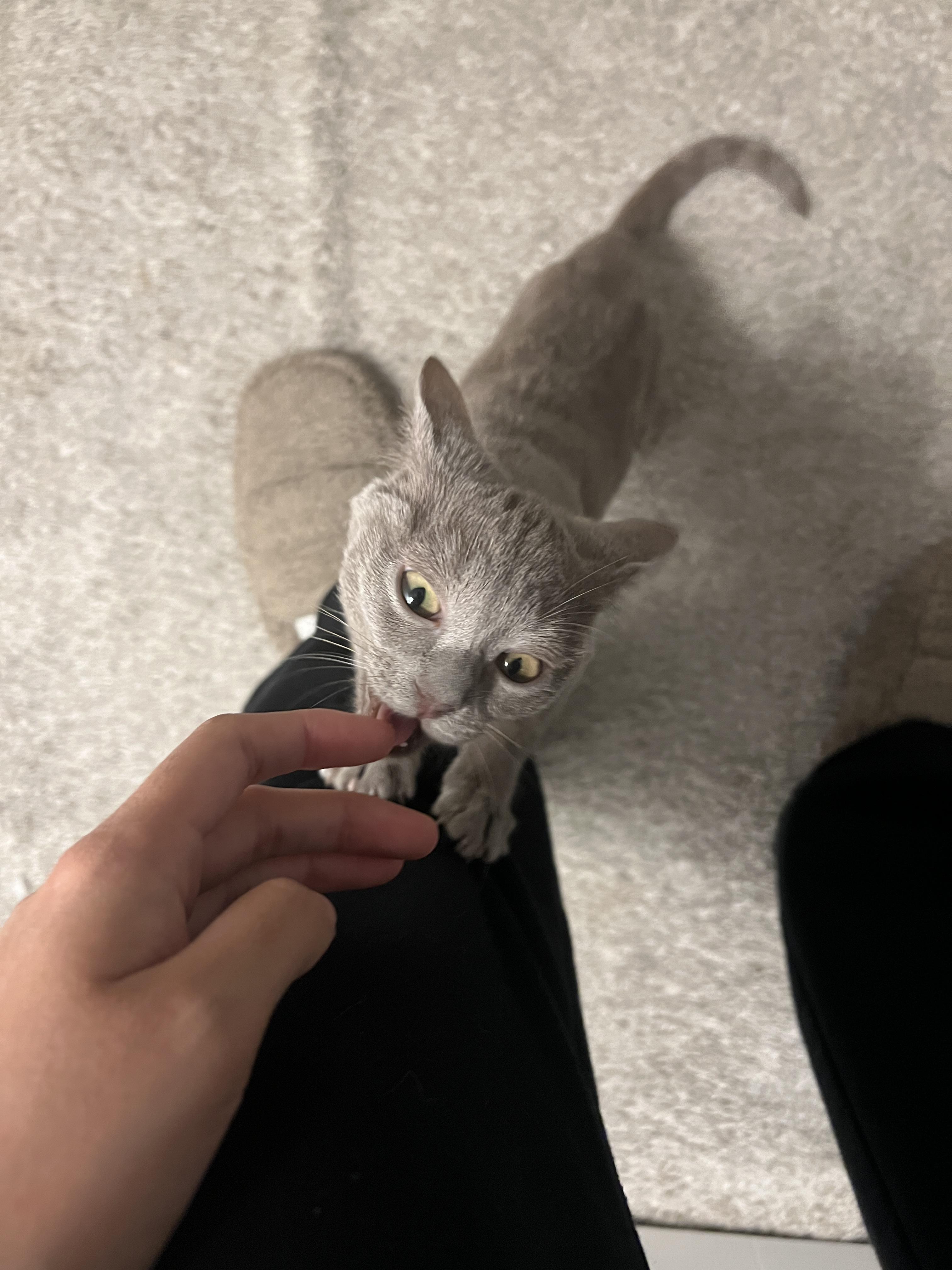 Enlarge Orange Blossom, an adopted Domestic Short Hair in San Luis Obispo, CA image 5/5