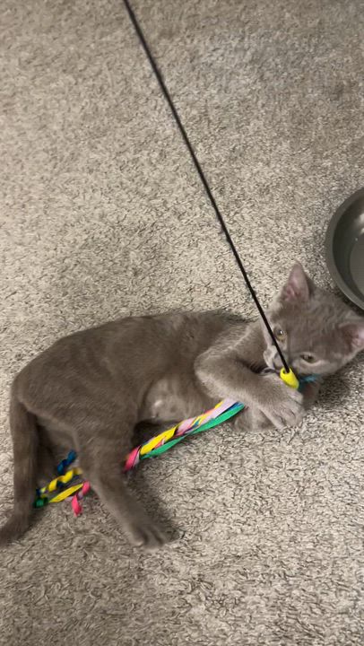 Enlarge Orange Blossom, an adopted Domestic Short Hair in San Luis Obispo, CA video 3/5