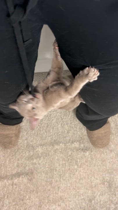 Enlarge Orange Blossom, an adopted Domestic Short Hair in San Luis Obispo, CA video 4/5