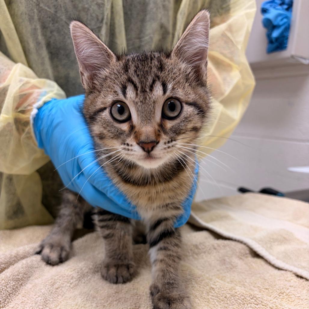 Enlarge Sassy, a Adoptable Domestic Short Hair in Murray, UT image 1/1