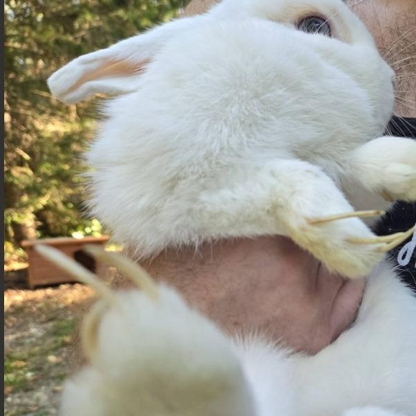 Enlarge Bonnie, a Adoptable Mini Lop in Hampton Bays, NY image 1/3