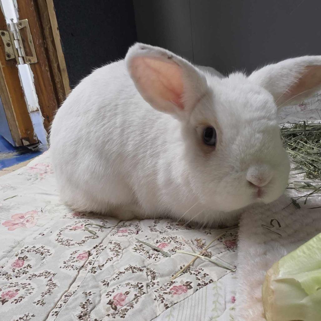 Enlarge Bonnie, a Adoptable Mini Lop in Hampton Bays, NY image 2/3